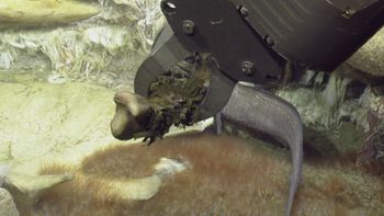 Media type: image;   Invertebrate Zoology 153118 Description: live specimen;